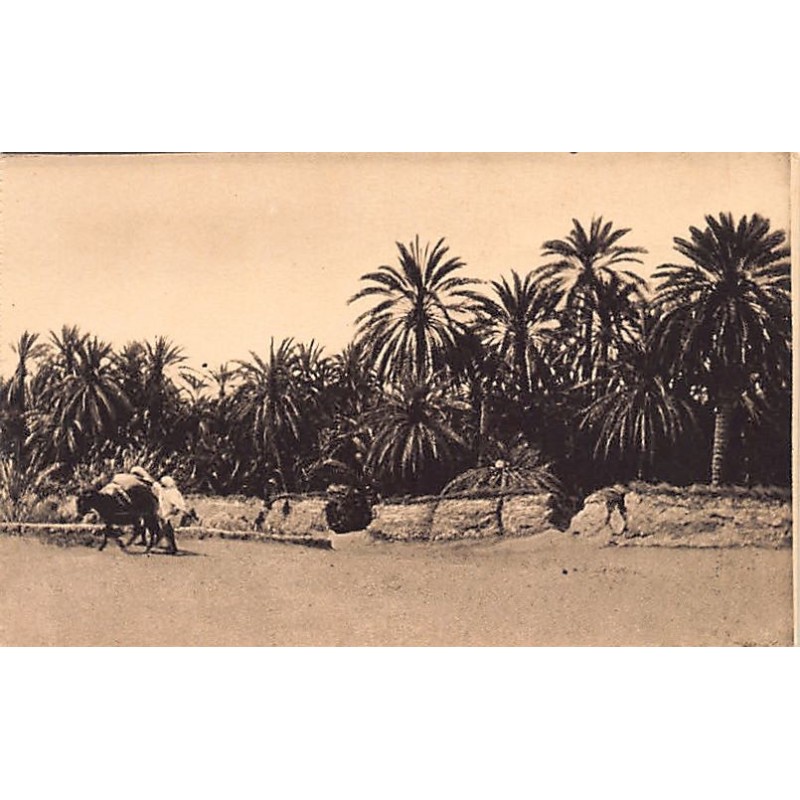 Rare collectable postcards of Tunisia. Vintage Postcards of Tunisia