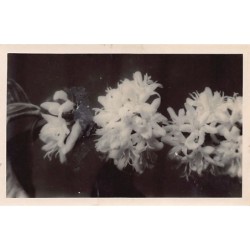 Rare collectable postcards of Réunion. Vintage Postcards of Réunion