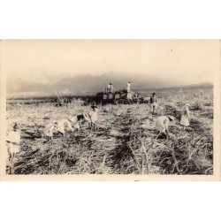 Rare collectable postcards of Réunion. Vintage Postcards of Réunion