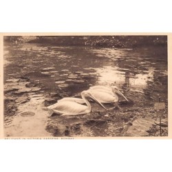Rare collectable postcards of India. Vintage Postcards of India