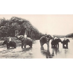 Rare collectable postcards of Sri Lanka (Ceylon). Vintage Postcards of Sri Lanka (Ceylon)