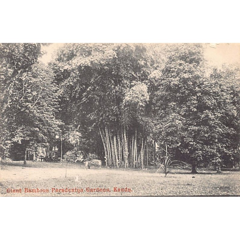 Rare collectable postcards of Sri Lanka (Ceylon). Vintage Postcards of Sri Lanka (Ceylon)
