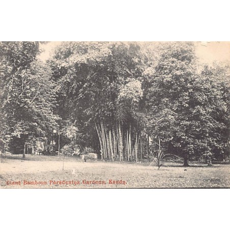 Rare collectable postcards of Sri Lanka (Ceylon). Vintage Postcards of Sri Lanka (Ceylon)