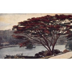Rare collectable postcards of Sri Lanka (Ceylon). Vintage Postcards of Sri Lanka (Ceylon)