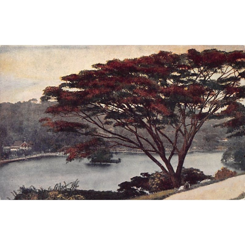 Rare collectable postcards of Sri Lanka (Ceylon). Vintage Postcards of Sri Lanka (Ceylon)