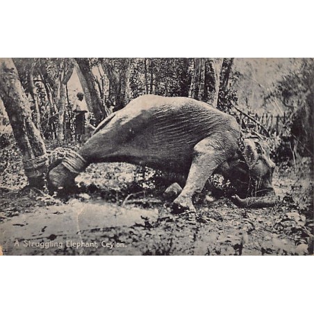 Rare collectable postcards of Sri Lanka (Ceylon). Vintage Postcards of Sri Lanka (Ceylon)
