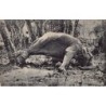 Rare collectable postcards of Sri Lanka (Ceylon). Vintage Postcards of Sri Lanka (Ceylon)