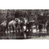 Rare collectable postcards of Sri Lanka (Ceylon). Vintage Postcards of Sri Lanka (Ceylon)