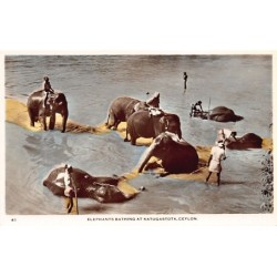 Rare collectable postcards of Sri Lanka (Ceylon). Vintage Postcards of Sri Lanka (Ceylon)