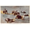 Rare collectable postcards of Sri Lanka (Ceylon). Vintage Postcards of Sri Lanka (Ceylon)