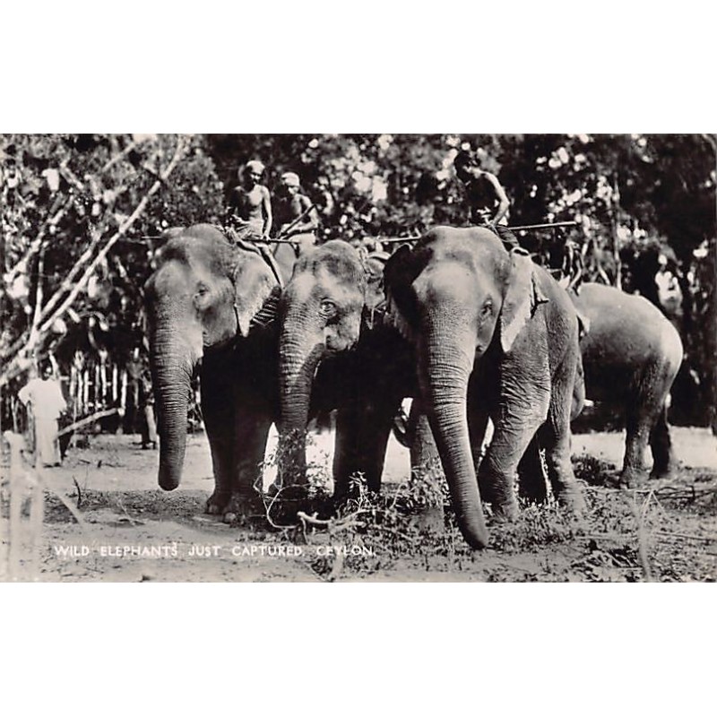 Rare collectable postcards of Sri Lanka (Ceylon). Vintage Postcards of Sri Lanka (Ceylon)