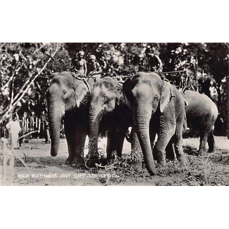 Rare collectable postcards of Sri Lanka (Ceylon). Vintage Postcards of Sri Lanka (Ceylon)