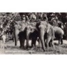 Rare collectable postcards of Sri Lanka (Ceylon). Vintage Postcards of Sri Lanka (Ceylon)