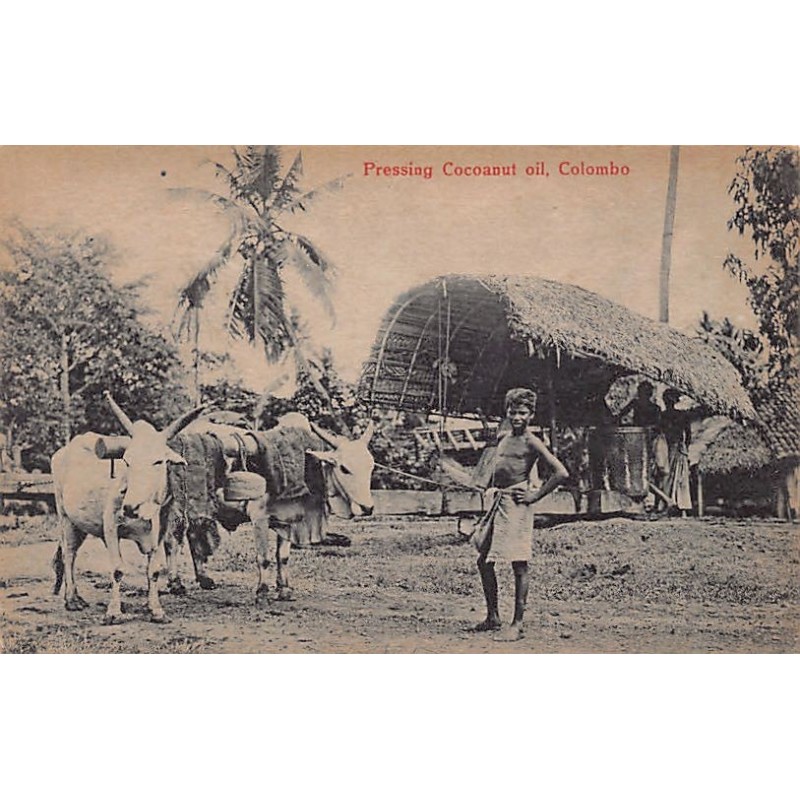 Rare collectable postcards of Sri Lanka (Ceylon). Vintage Postcards of Sri Lanka (Ceylon)