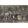 Rare collectable postcards of Sri Lanka (Ceylon). Vintage Postcards of Sri Lanka (Ceylon)