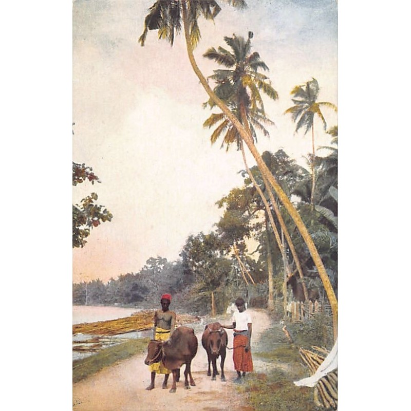 Rare collectable postcards of Sri Lanka (Ceylon). Vintage Postcards of Sri Lanka (Ceylon)