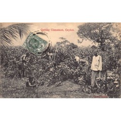 Rare collectable postcards of Sri Lanka (Ceylon). Vintage Postcards of Sri Lanka (Ceylon)