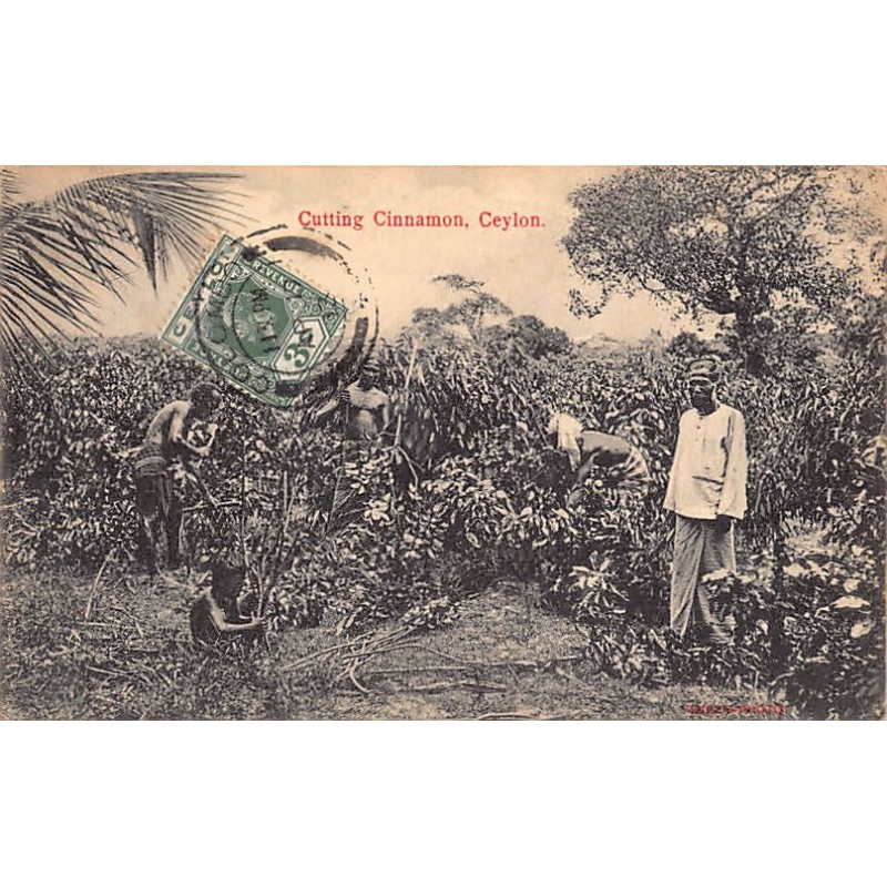 Rare collectable postcards of Sri Lanka (Ceylon). Vintage Postcards of Sri Lanka (Ceylon)