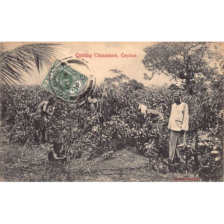 Rare collectable postcards of Sri Lanka (Ceylon). Vintage Postcards of Sri Lanka (Ceylon)