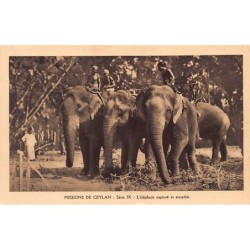 Rare collectable postcards of Sri Lanka (Ceylon). Vintage Postcards of Sri Lanka (Ceylon)