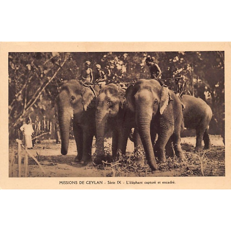 Rare collectable postcards of Sri Lanka (Ceylon). Vintage Postcards of Sri Lanka (Ceylon)