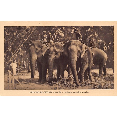 Rare collectable postcards of Sri Lanka (Ceylon). Vintage Postcards of Sri Lanka (Ceylon)