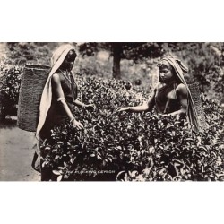Rare collectable postcards of Sri Lanka (Ceylon). Vintage Postcards of Sri Lanka (Ceylon)