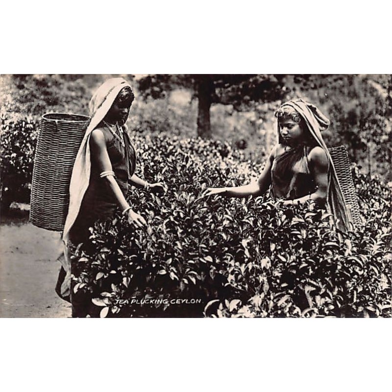 Rare collectable postcards of Sri Lanka (Ceylon). Vintage Postcards of Sri Lanka (Ceylon)