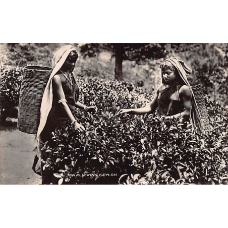 Rare collectable postcards of Sri Lanka (Ceylon). Vintage Postcards of Sri Lanka (Ceylon)