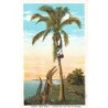 Rare collectable postcards of Panama. Vintage Postcards of Panama