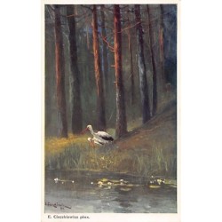 Rare collectable postcards of Poland. Vintage Postcards of Poland