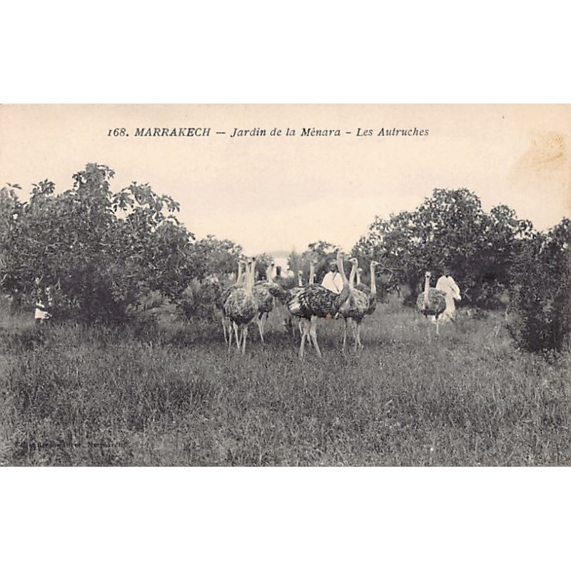 Rare collectable postcards of Morocco. Vintage Postcards of Morocco