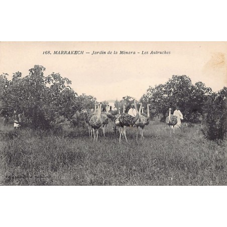 Rare collectable postcards of Morocco. Vintage Postcards of Morocco