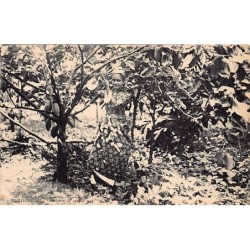 Rare collectable postcards of Martinique. Vintage Postcards of Martinique