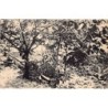 Rare collectable postcards of Martinique. Vintage Postcards of Martinique