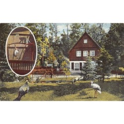 Rare collectable postcards of Germany. Vintage Postcards of Germany