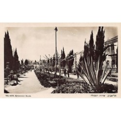 Rare collectable postcards of Israel / Palestine. Vintage Postcards of Israel / Palestine
