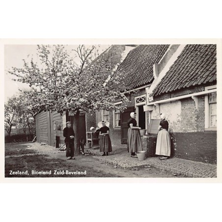 Rare collectable postcards of Netherlands. Vintage Postcards of Netherlands