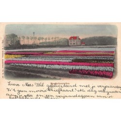 Rare collectable postcards of Netherlands. Vintage Postcards of Netherlands