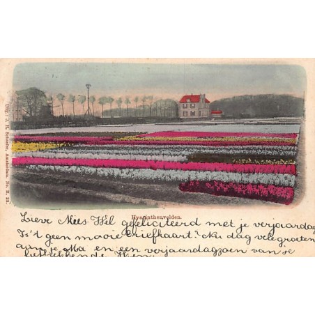 Rare collectable postcards of Netherlands. Vintage Postcards of Netherlands