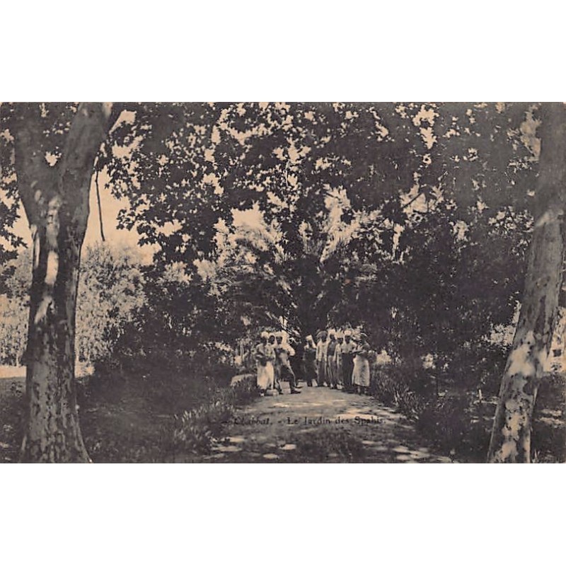 Rare collectable postcards of Algeria. Vintage Postcards of Algeria