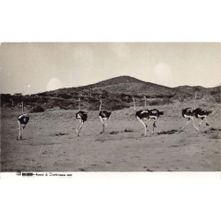 Rare collectable postcards of Angola. Vintage Postcards of Angola