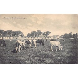 Rare collectable postcards of Brazil. Vintage Postcards of Brazil