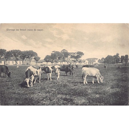 Rare collectable postcards of Brazil. Vintage Postcards of Brazil