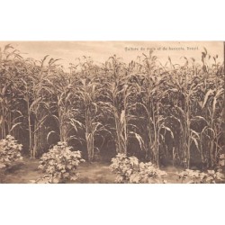 Rare collectable postcards of Brazil. Vintage Postcards of Brazil