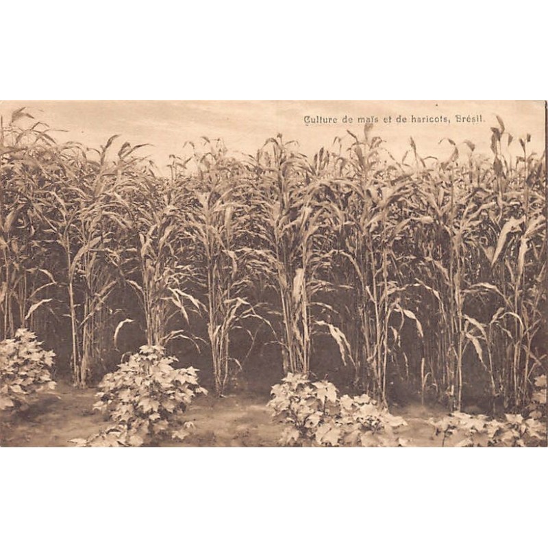 Rare collectable postcards of Brazil. Vintage Postcards of Brazil