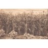 Rare collectable postcards of Brazil. Vintage Postcards of Brazil