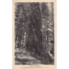 Rare collectable postcards of Italy. Vintage Postcards of Italy