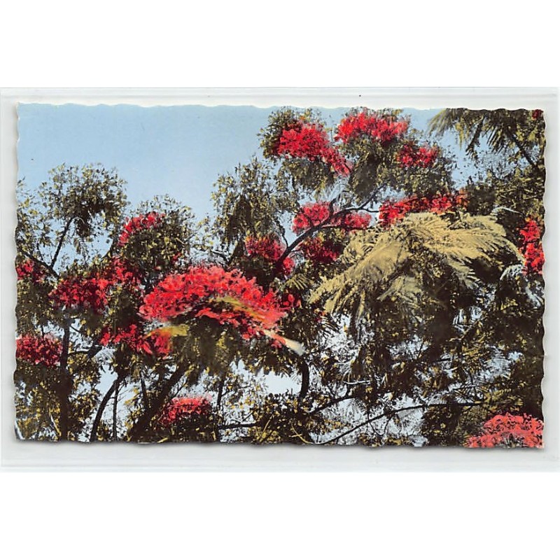 Rare collectable postcards of NEW CALEDONIA. Vintage Postcards of NEW CALEDONIA