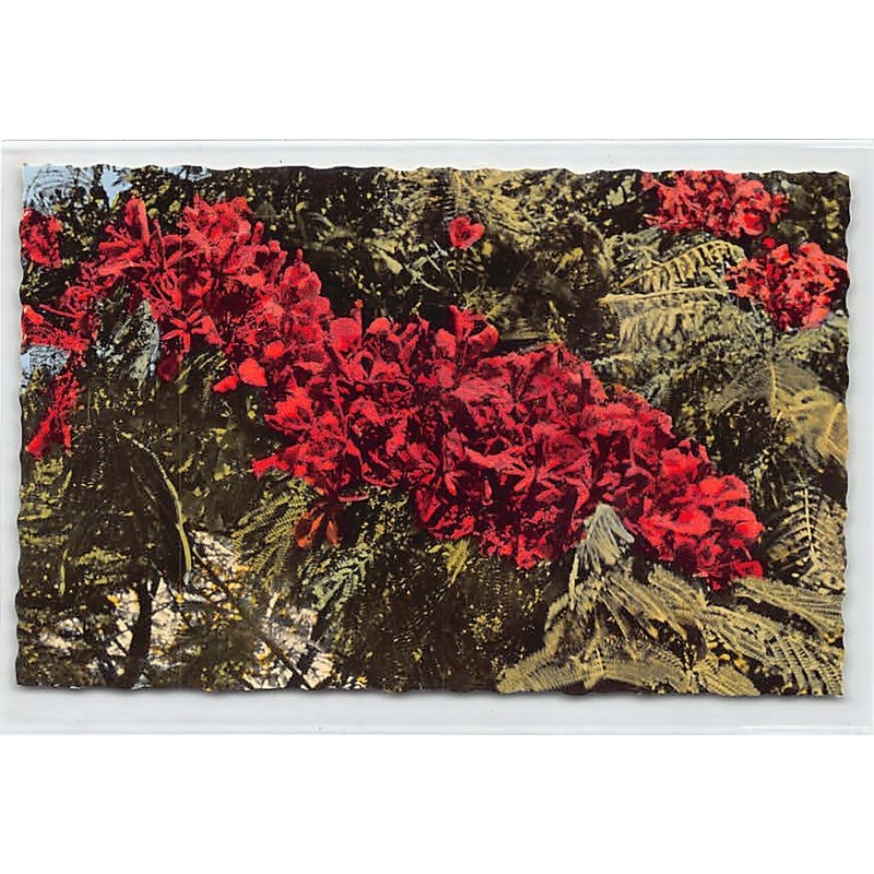 Rare collectable postcards of NEW CALEDONIA. Vintage Postcards of NEW CALEDONIA